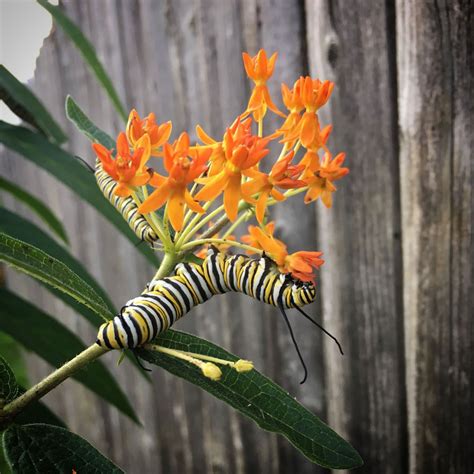 Milkweed How To Plant And Grow Types Of Milkweed Hgtv