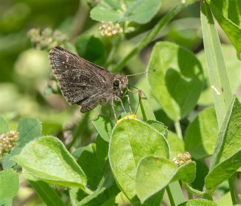 Celia S Roadside Skipper From Corp Woods Nature Sanctuary Galveston