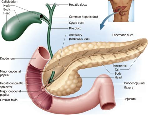 Review Of Duodenal And Pancreatobiliary Anatomy Cross Section Of Download Scientific Diagram