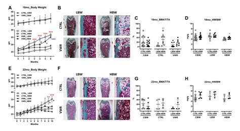 Study Body Weight Influences Musculoskeletal Adaptation To Running In