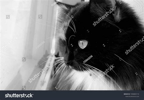 Black Cat White Eye Looking Out Stock Photo 1908883174 Shutterstock