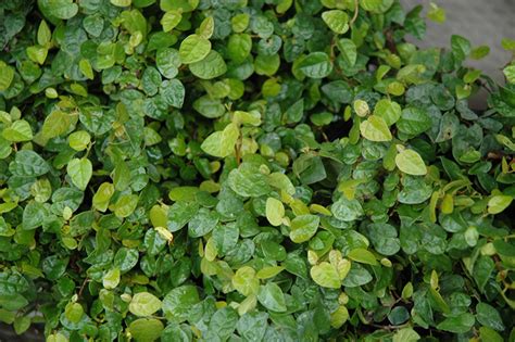 Creeping Fig Ficus Repens In Bloomingdale Carpentersville Chicago