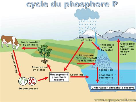 Cycle du phosphore définition et explications