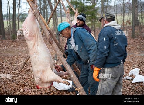 Hog Butchering Process Stock Photo Alamy