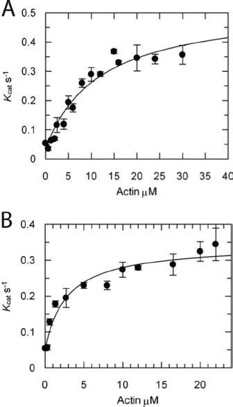 Atpase Activity Steady State Actin Activated Atpase Activity Was