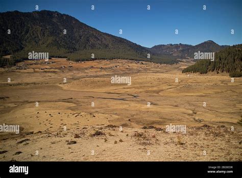 The Phobjikha Valley Is The Most Important Wintering Ground Of Tibetian