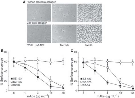 Two Novel Monoclonal Antibodies To Vwfa3 Inhibit Vwf‐collagen And Vwf‐platelet Interactions