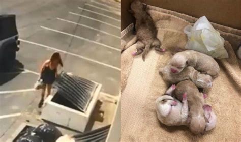 California Woman Gets Jail For Dumping Puppies In Trash