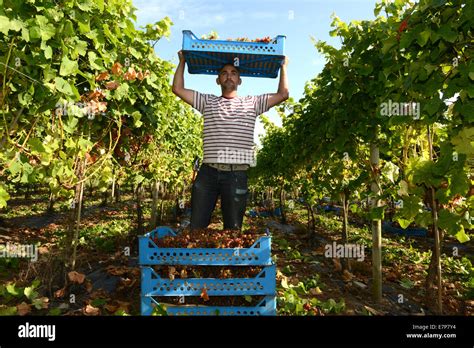 Grape picking pickers harvest harvesting grapes at Halfpenny Green ...