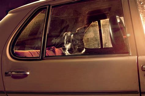 Cosa Si Rischia A Lasciare Il Cane In Auto E Come Intervenire Se Si