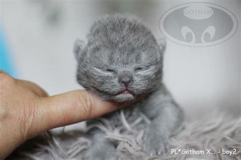 X Litter Gotham Pl British Shorthair Cattery