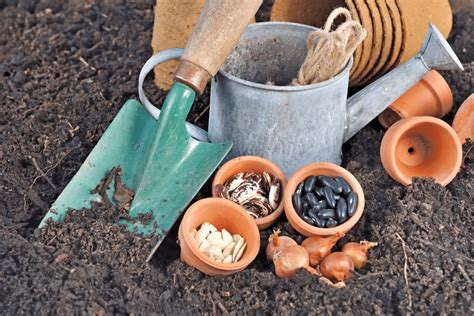 Quelles Vari T S De L Gumes Planter En Mars Dans Votre Jardin Potager