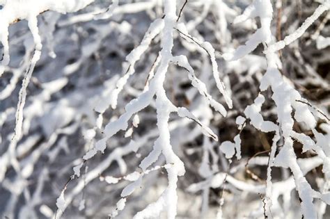 Premium Photo Dry Tree Branches Covered With Snow Landscape