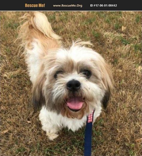 Adopt 17060100442 Lhasa Apso Rescue Justin Tx