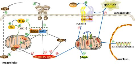 Adenine Nucleotide Translocase Current Knowledge In Posttranslational