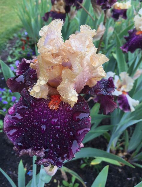 Sold Out Peony And Iris Extravaganza May 27 29 — Flowering With Nicolette