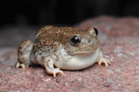 Cute Toads