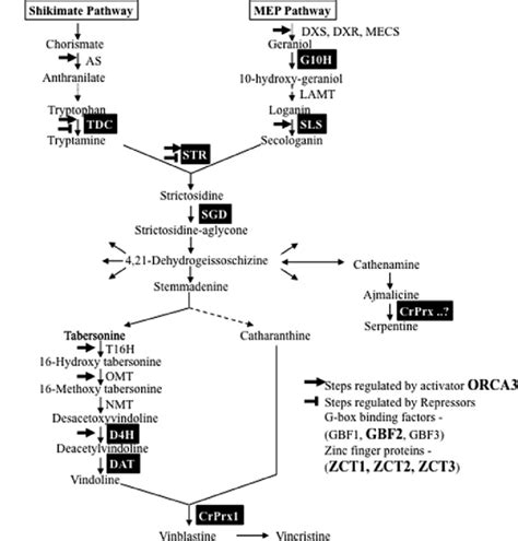 Monoterpenoid Indole Alkaloid Mia Biosynthesis In C Roseus Solid