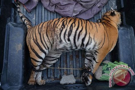 Polisi Tangkap Pemburu Dan Penjual Kulit Harimau Sumatera Antara News