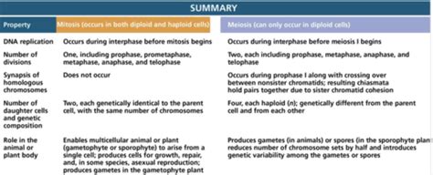 Biology 1001 Section 7 Cell Cycle Mitosis Meiosis Flashcards