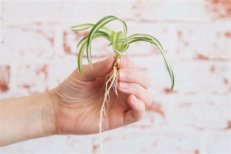 Propagating Spider Plant Babies How To Root Spiderettes