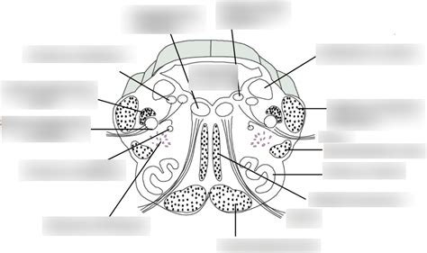 Rostral Medulla Diagram Quizlet