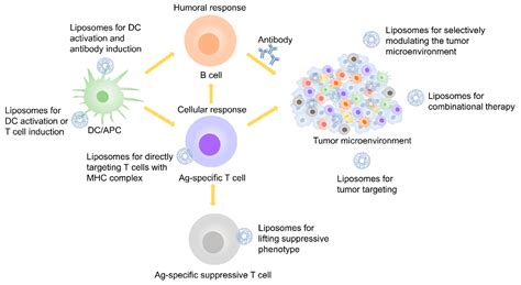 Pharmaceutics Free Full Text Liposome Based Drug Delivery Systems