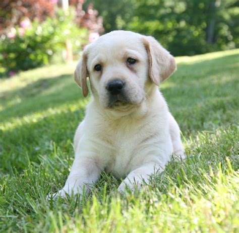 Yellow Labrador Retriever Puppies for Sale - Breeders | Hidden Pond ...