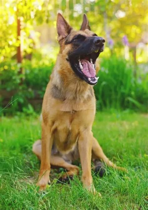 German Shepherd Coat Types Colors Patterns And Care World Of Dogz