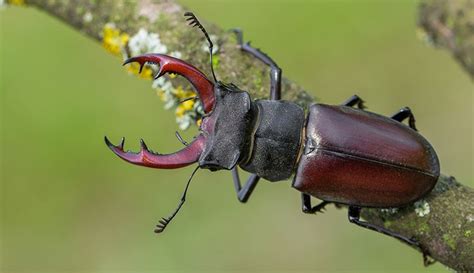 UK beetles: 17 of the most spectacular and beautiful | Natural History ...