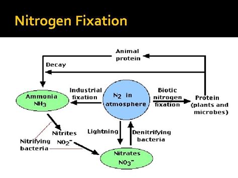 Nitrogen Fixation Introduction Plants animals and microorganisms can