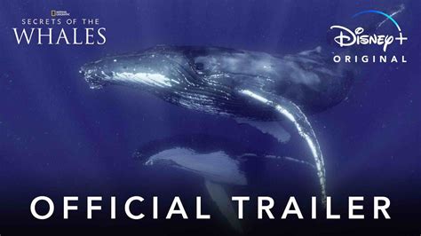 Secrets Of The Whales Official Trailer Disney Youtube