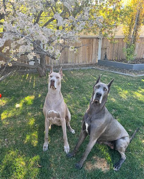 New documentaries will explore the lucchese family legacy in great detail 19