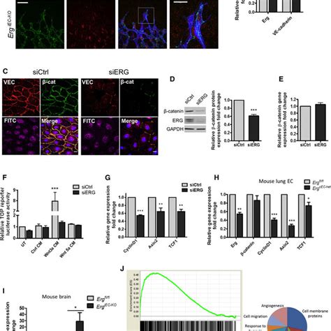 Endothelial Canonical Wnt Signaling And B Catenin Stability Are