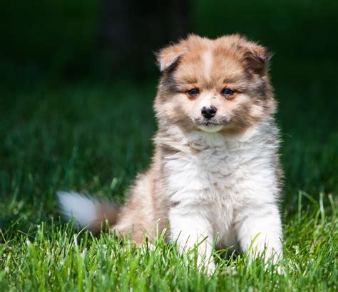 Pomchi Puppies for Sale | Buckeye Puppies