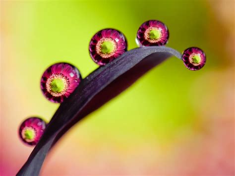 Macro Photography Reveals Water Droplets as Miniature Works of Art