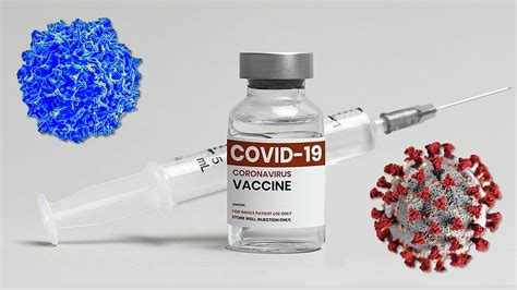 COVID 19 Story Tip Study Shows Vaccines May Protect Against New COVID