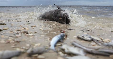 The toxic red tide that’s decimating Florida’s marine life