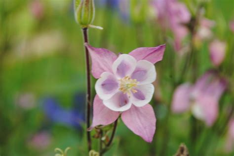 Grannys Bonnet English Country Gardens Country Gardening Flowers