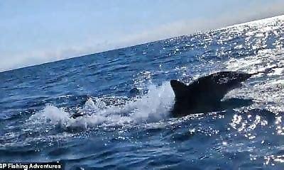 Un Requin Blanc Percute Un Kayakiste Et Le Fait Presque Chavirer Alors