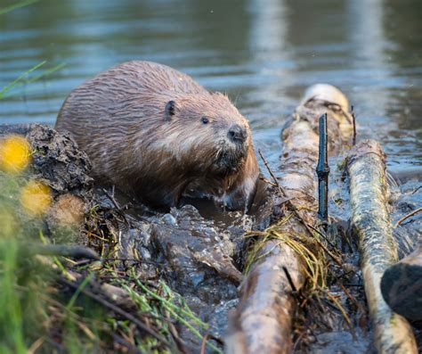 Eurasian beaver — Mammal Society