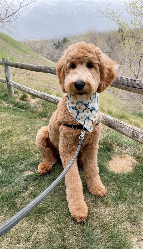 Standard Goldendoodles — Matthews Legacy Farm