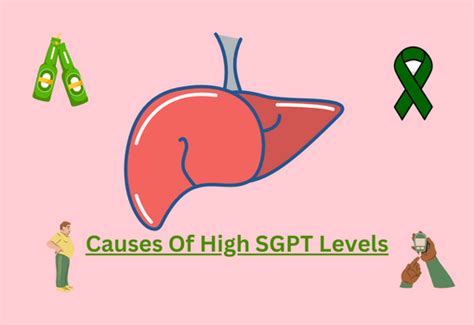 How To Reduce SGPT Quickly Or Lower SGPT In 1 Week