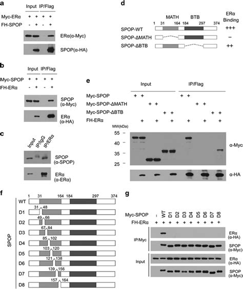 Spop Interacts With Erα In Cells Ab Ectopically Expressed Spop And