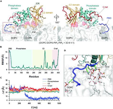 Membrane Interaction Of Pten A Snapshot Representing The Final Pten Download Scientific