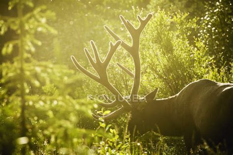 An elk with large antlers grazing — nightfall, alberta - Stock Photo ...