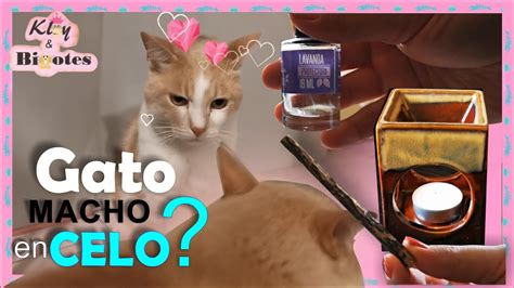 Gato Macho En Celo Te Decimos Como Calmarlo YouTube