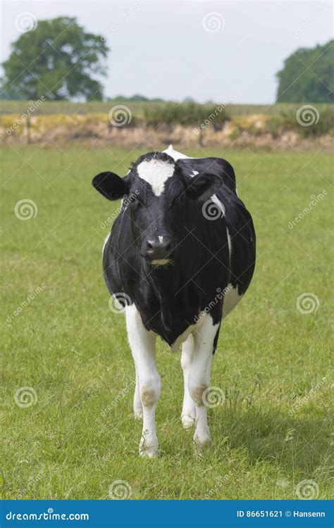 Black Frisian Cow Stock Image Image Of Bovine Domestic 86651621