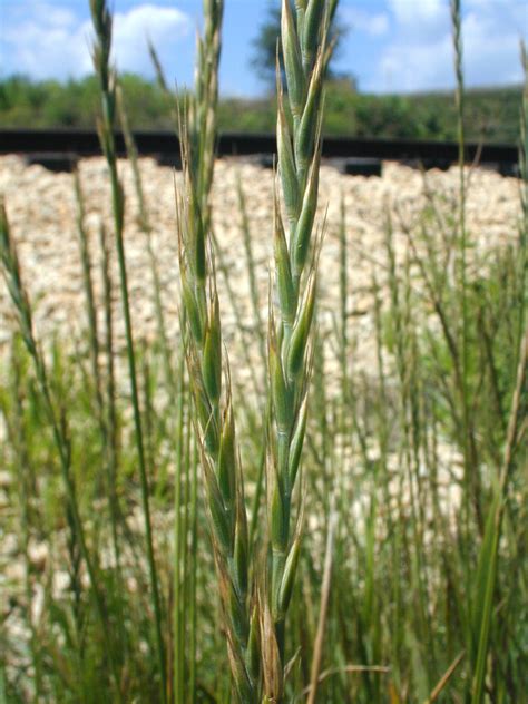 Elymus Repens Poaceae Image 107579 At PhytoImages Siu Edu