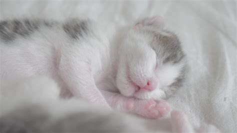 Do Newborn Kittens Twitch In Their Sleep Classicstrust